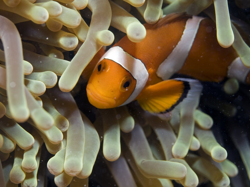 Clown Fish, Mabul, Paradise 1 and 2